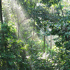 Forest canopy